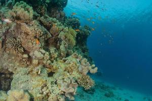 Korallenriff und Wasserpflanzen im Roten Meer, Eilat Israel foto