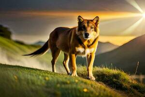 ein Hund ist Stehen auf ein Hügel im Vorderseite von ein Sonnenuntergang. KI-generiert foto