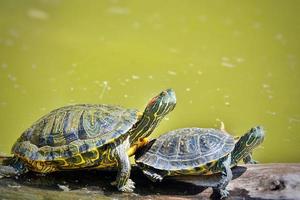 Schildkröte ist auf dem grünen See beim Sonnenbaden