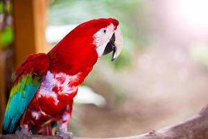 süßer Tiervogel bunter exotischer tropischer Papagei foto