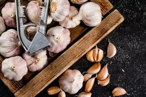 Knoblauch auf ein hölzern Tablett mit ein Knoblauch Drücken Sie. foto