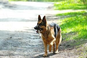 Deutsches Schäferhund Porträt foto