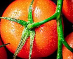 rot reif Tomate mit Tropfen von Wasser. foto