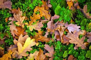 Herbst Herbst trockene Blätter saisonale Flora Konzept foto