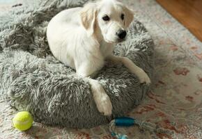 ein Hündchen von ein golden Retriever ist ruhen im ein Hund Bett. foto