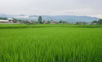 grüne Reisfelder in der Regenzeit und Berge