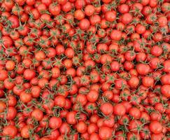 gesunde und saftige Gemüsetomate foto