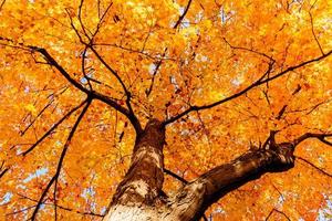 gelbe Blätter und Zweige im Herbst foto