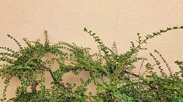 Pflanzen auf einem steinernen Hintergrund. Zweige mit grünen Blättern, Blumen. foto