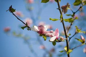 Rosa Magnolienzweig in voller Blüte foto