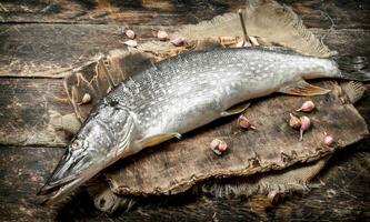 frisch unvorbereitet Pike auf ein Schneiden Tafel. foto