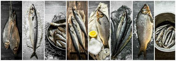 Essen Collage von roh Fisch . foto