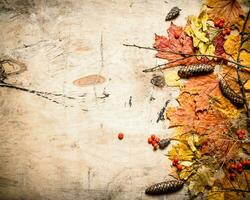 Herbst Stil. Ahorn Blätter mit Kiefer Zapfen und Eberesche. foto