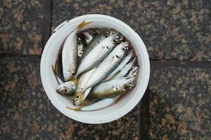 gefangen Fische und Angeln Ausrüstungen Istanbul. foto