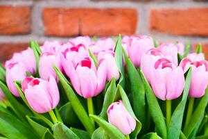 lila Tulpen im ein Box gegen ein Mauer foto