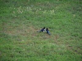 eurasisch Elster Vogel Tier foto