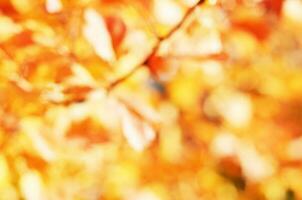 fallen verschwommen Hintergrund. herbstlich natürlich Bokeh zum Hintergrund. - - Bild foto