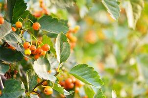 Gelb Weißdorn Beeren wachsend auf ein Baum Ast im das Garten. foto