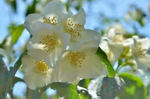 blühen Jasmin Busch philadelphus lemoinei Hibridus Blumen- Hintergrund. foto