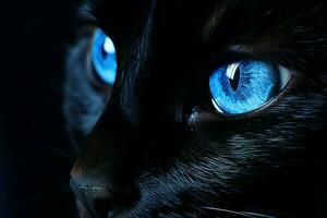 exotisch schwarz Katze Blau Augen. generieren ai foto