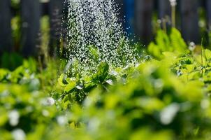 Bewässerung Pflanze im Garten mit Sonnenlicht. foto