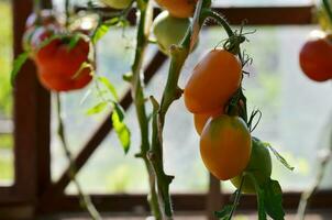 reif natürlich Tomaten wachsend auf ein Ast im ein Gewächshaus. foto