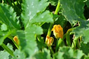 Zucchini Blumen wachsend im Sommer- Garten foto