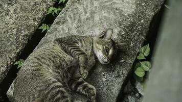 süß inländisch Katze im das Garten. selektiv Fokus. Porträt von ein wild Katze im ein natürlich Umfeld. Sitzung, Stehen, schließen hoch. foto