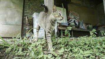 süß inländisch Katze im das Garten. selektiv Fokus. Porträt von ein wild Katze im ein natürlich Umfeld. Sitzung, Stehen, schließen hoch. foto