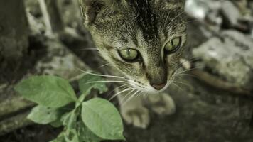 süß inländisch Katze im das Garten. selektiv Fokus. Porträt von ein wild Katze im ein natürlich Umfeld. Sitzung, Stehen, schließen hoch. foto