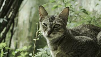 süß inländisch Katze im das Garten. selektiv Fokus. Porträt von ein wild Katze im ein natürlich Umfeld. Sitzung, Stehen, schließen hoch. foto