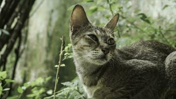 süß inländisch Katze im das Garten. selektiv Fokus. Porträt von ein wild Katze im ein natürlich Umfeld. Sitzung, Stehen, schließen hoch. foto