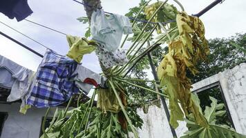 Papaya Baum Stürze auf zu Kinder- Kleider Trocknen im das Sonne gegen ein Blau Himmel Hintergrund, Indonesien. foto