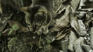 süß inländisch Katze im das Garten. selektiv Fokus. Porträt von ein wild Katze im ein natürlich Umfeld. Sitzung, Stehen, schließen hoch. foto