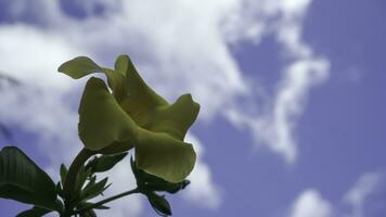 Gelb Allamanda Blume mit Blau Himmel und Weiß Wolke Hintergrund. foto