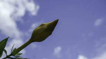 Gelb Blume mit Blau Himmel und Weiß Wolke Hintergrund, Indonesien. foto