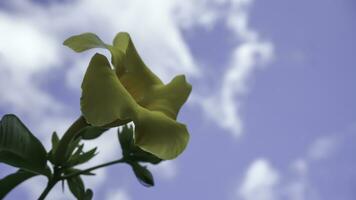 Gelb Allamanda Blume mit Blau Himmel und Weiß Wolke Hintergrund. foto