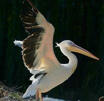 weißer Pelikan breitete seine Flügel auf dem Teich aus foto