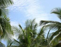 Grün verlassen von Kokosnuss Palme Baum Hintergrund foto