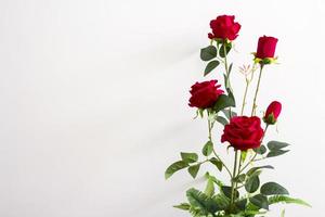rote Rosen im Blumentopf