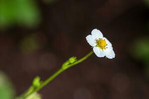 Erdbeere Pflanze mit Weiß Blume foto