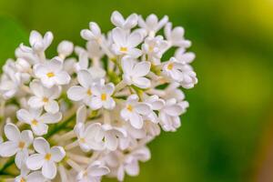 Weiß lila Blumen blühen foto