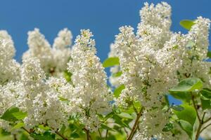 Weiß lila Blumen Frühling Hintergrund foto