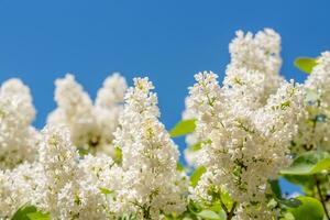 Weiß lila Blumen Frühling Hintergrund foto