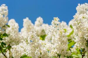 Weiß lila Blumen Frühling Hintergrund foto