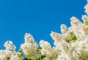 Weiß lila Blumen Frühling Hintergrund foto