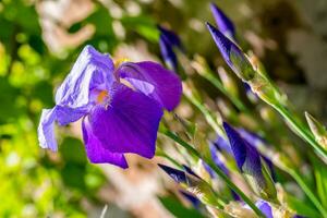 Iris Blume schließen oben foto