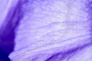 lila Blütenblätter Hintergrund foto