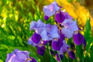 Iris Blumen im Garten foto