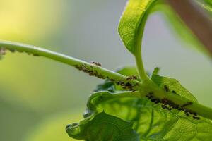 Blattläuse und Ameisen auf Jasmin Pflanze foto
